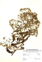 藏品(臺灣馬蘭)的圖片